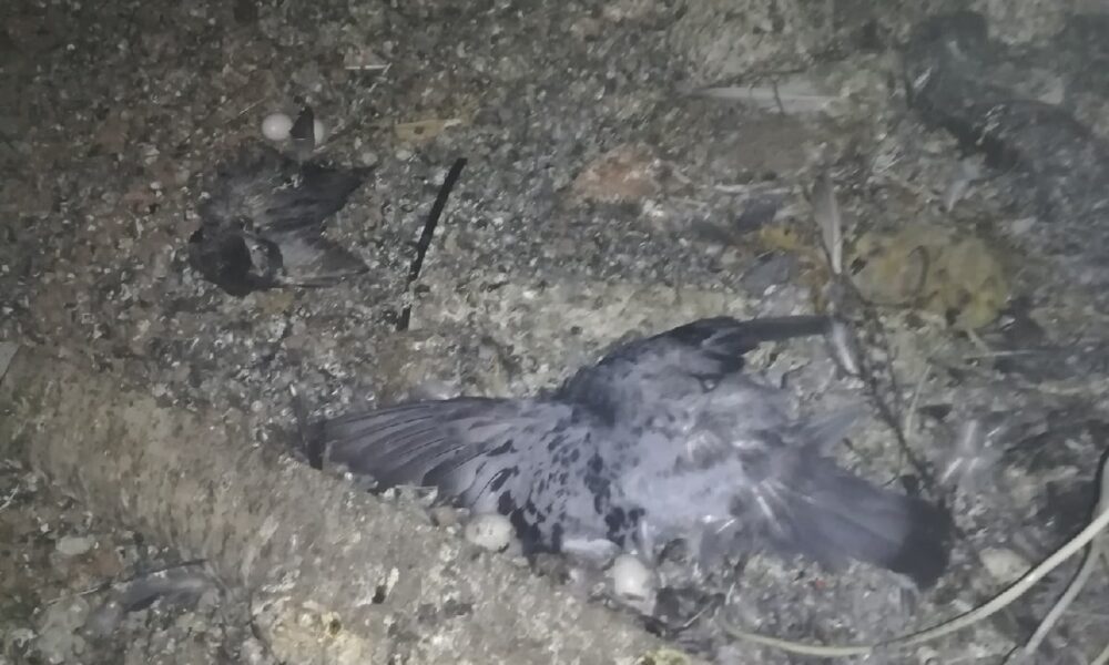 Голуби на чердаке многоквартирного. Голуби на чердаке. Голуби на чердаке мкд. Голуби на чердаке. Голуби на чердаке многоквартирного.